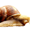 snail extract