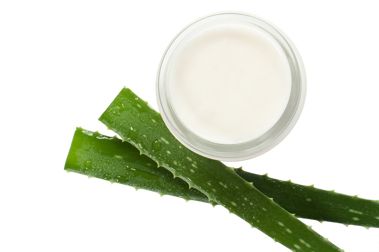 aloe vera leaves next to a container with moisturizer