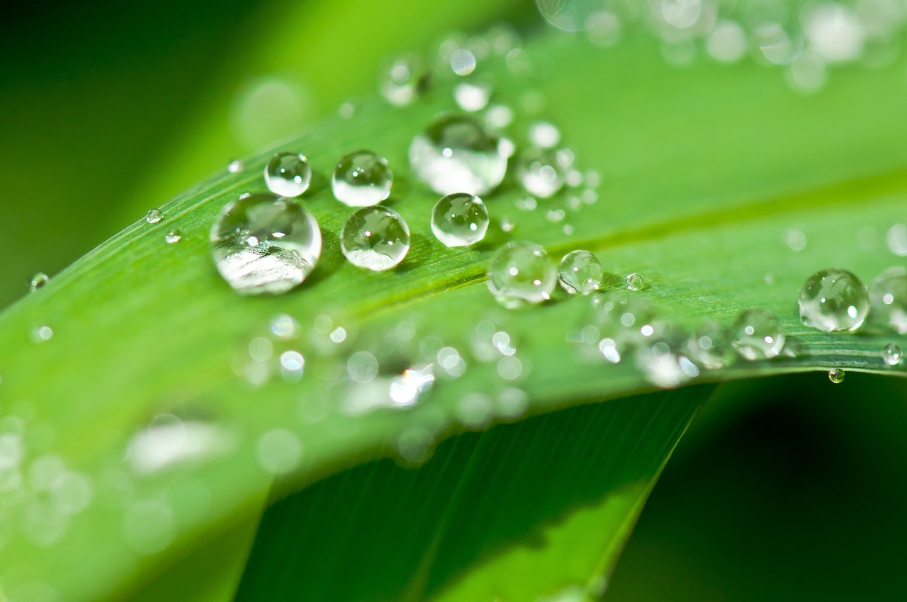 water drops on a leave