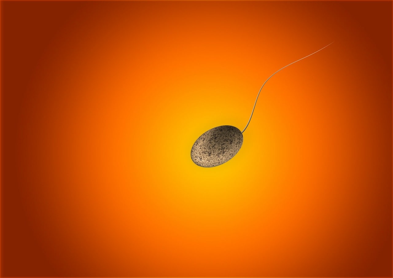 image of a sperm with head and tails