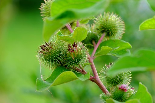 Burdock Root Health Benefits. 5 Recipes For Your Shiny Hair!