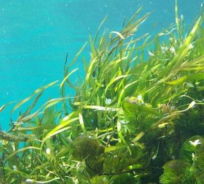 Benefits Of Seaweed 