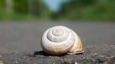 What Is Snail Extract? 7 Benefits And 4 Simple Rules