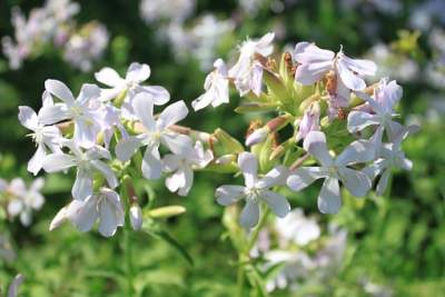 What Is Saponaria Officinalis, And How To Use It For Your Skin?