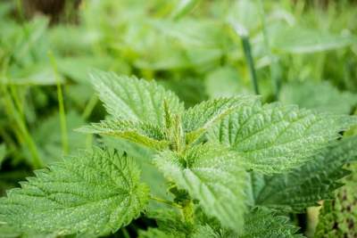 How To Treat Nettle Sting?